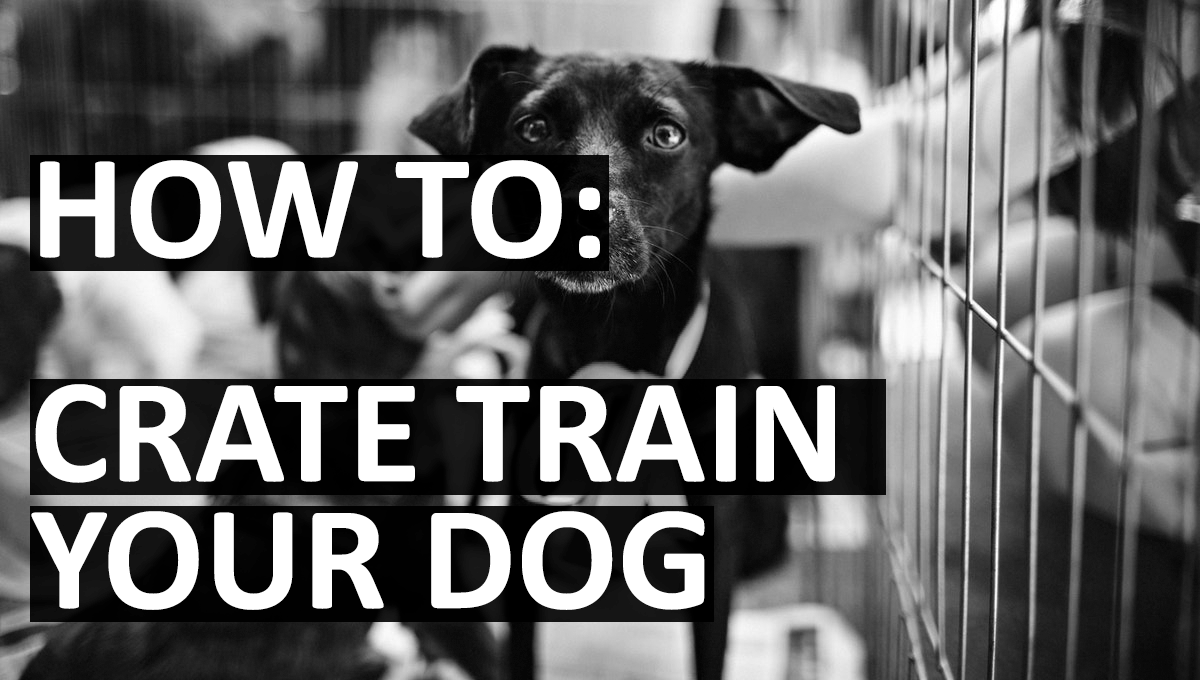 How To Crate Train A Dog