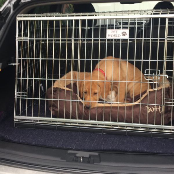 Nissan Qashqai 2007 2013 Car Dog Crate Dog Travel Crate Pet World