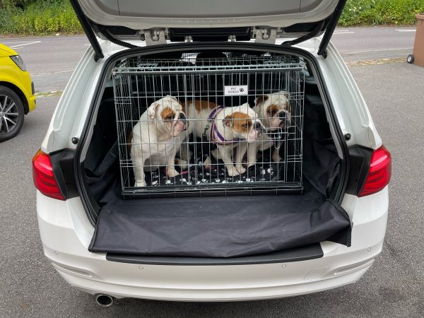 bmw 3 series touring dogs in car boot crate