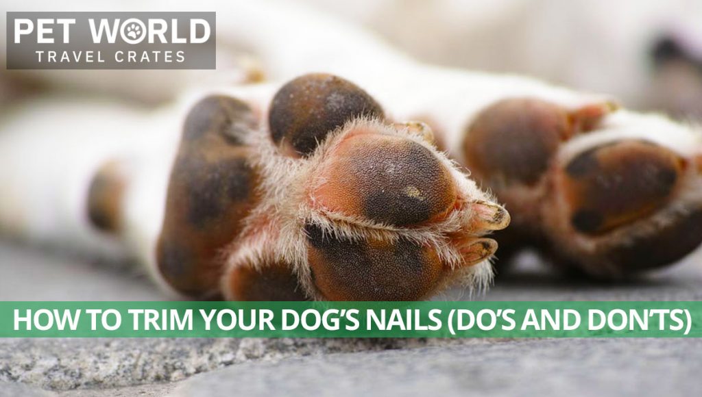 Dog Grooming Nails Pet World