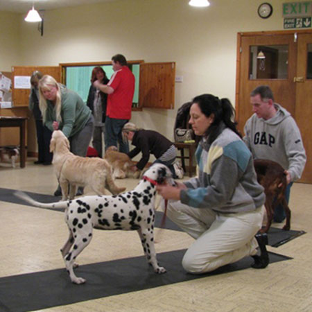ring craft event, training, puppy training, dog shows