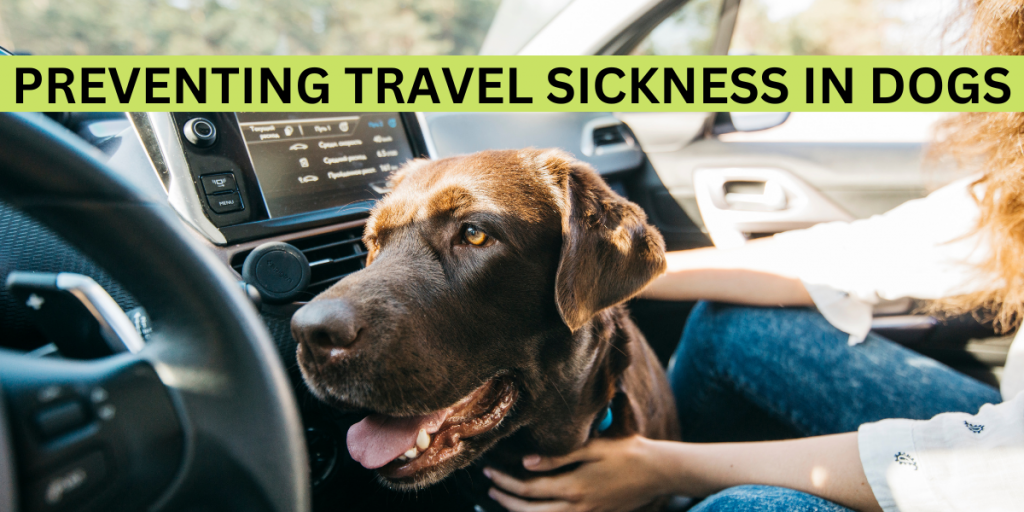 Travel sickness in dogs & how to prevent it Pet World