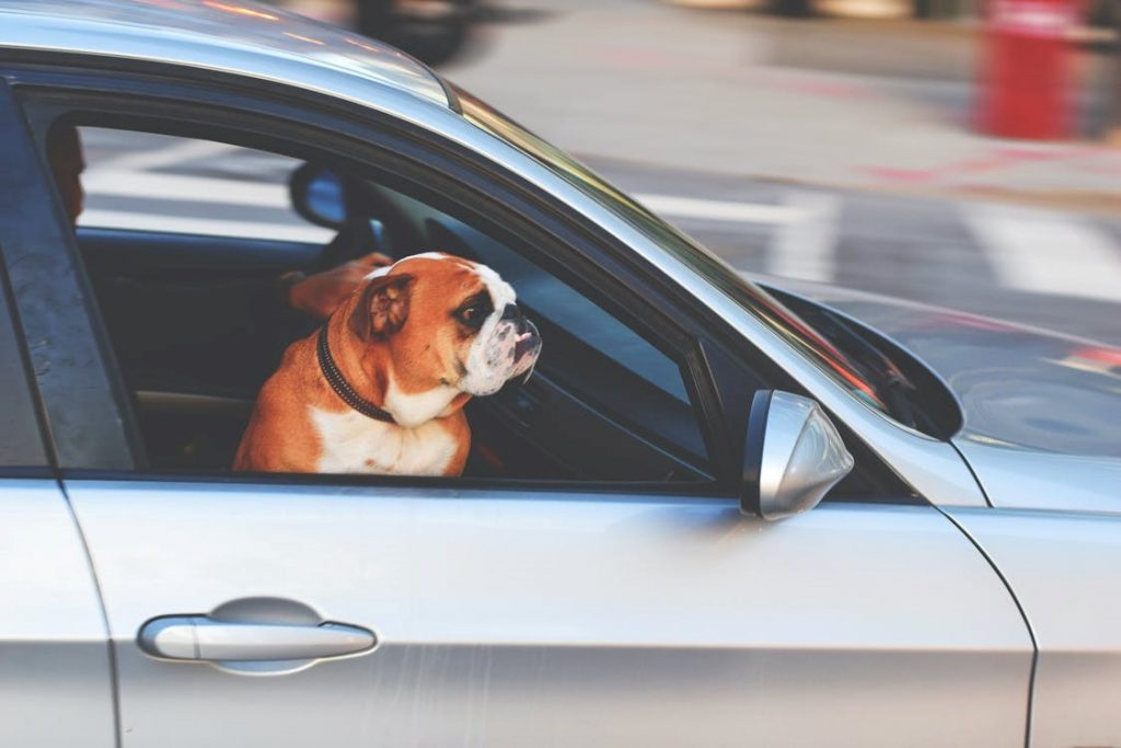 travel sickness in dogs, dog in car window