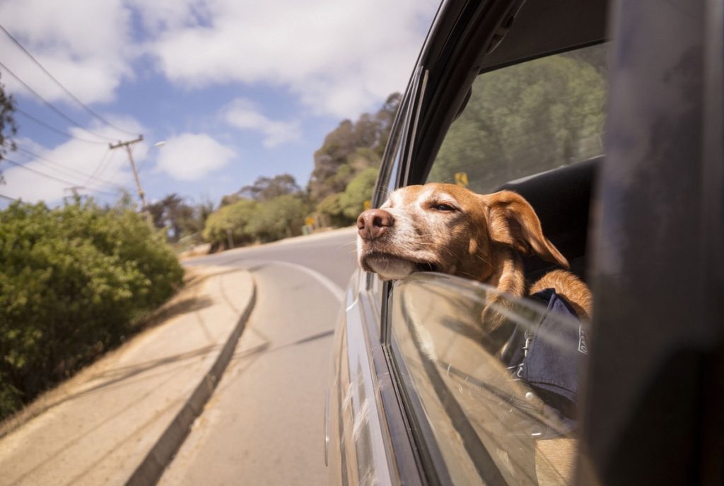 dog looking out of window in car