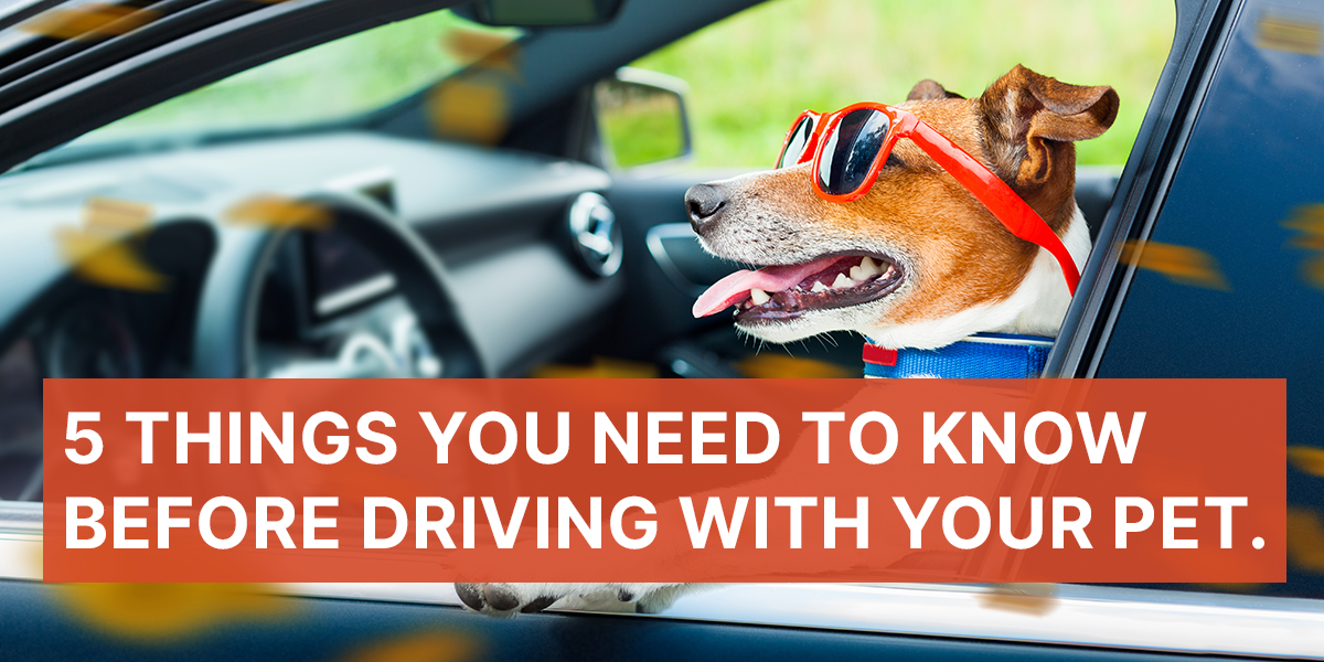 5 Things to know before driving with your pet