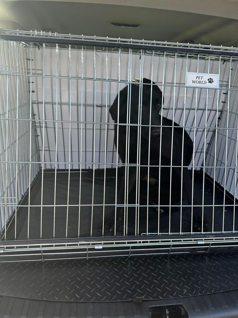 Heavy Duty Mesh Dog Pet Guard Barrier For Land Rover Freelander MK2 (Boot/Rear)